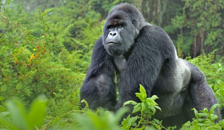 Rwanda Gorilla Experience